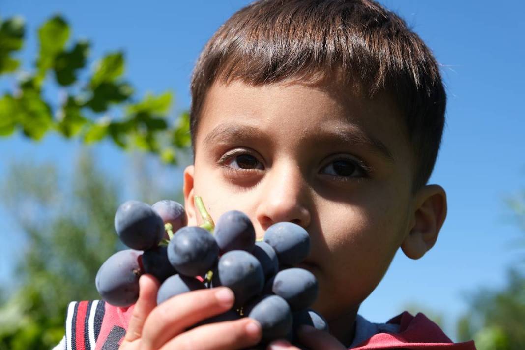 Saç ve cilt sağlığını koruyor, gözlere iyi geliyor! Türkiye'nin tescilli meyvesi kapış kapış satılıyor, kilosu 55 TL 9